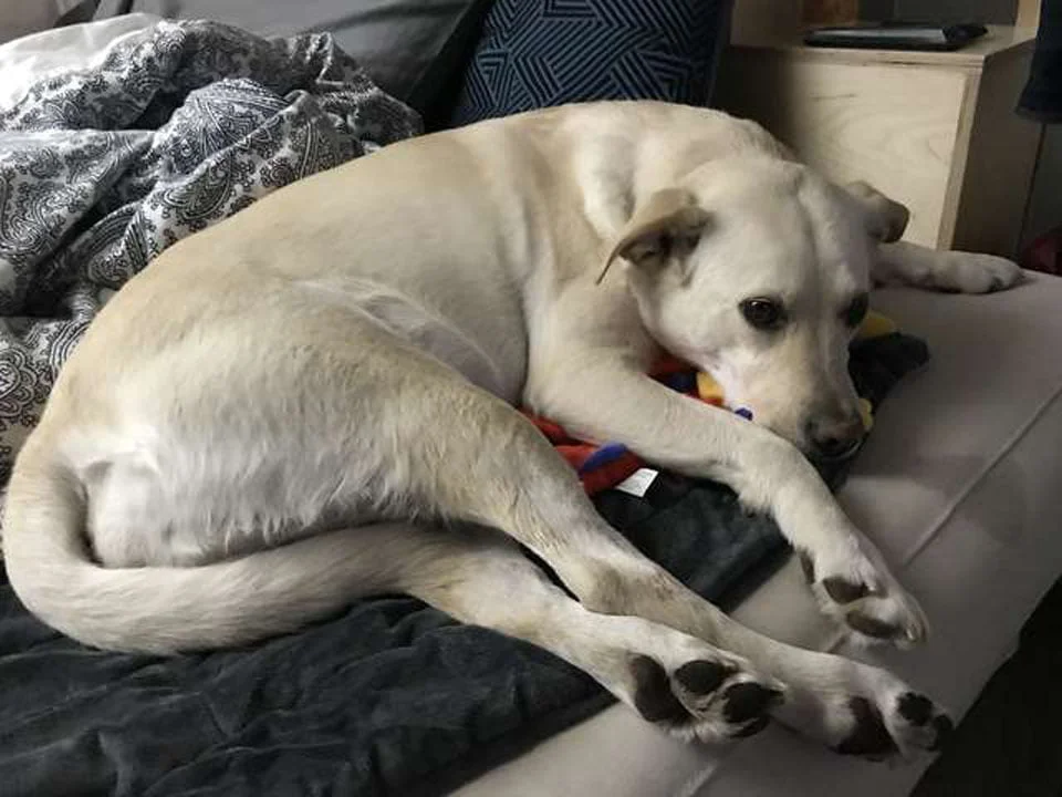 Perrito amigable trae su juguete a cada invitado que visita su casa 3 perrita Atlas