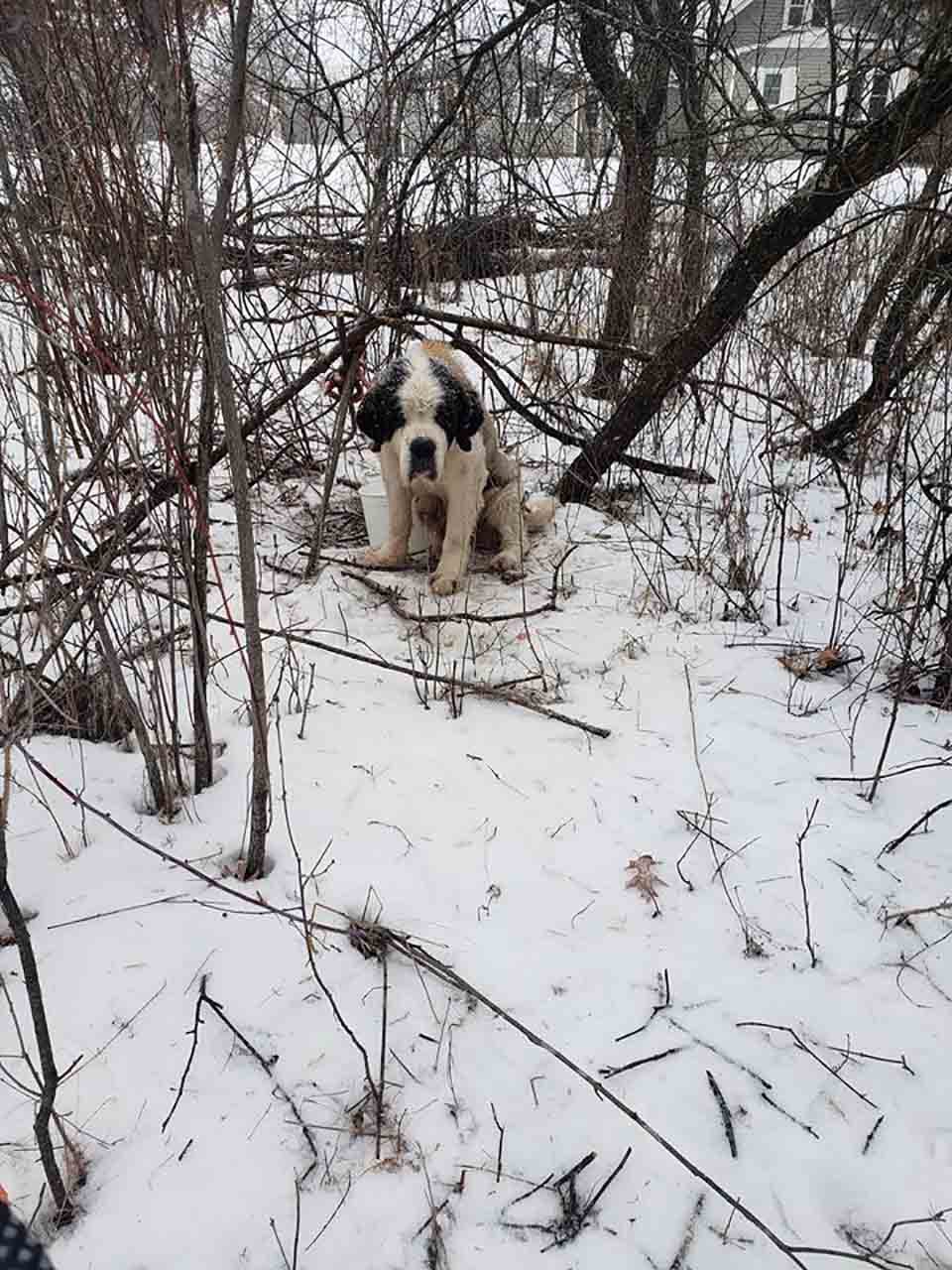 Perro mayor sobrevive por dos semanas solo en la nieve 10 perrita de 10 años
