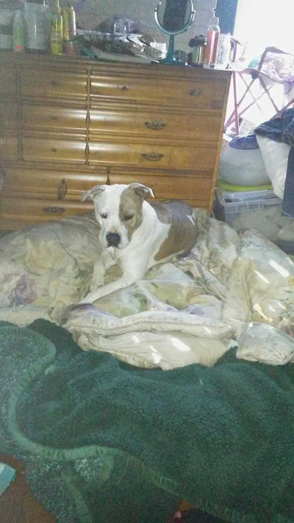 Perrito abandonado en víspera de año nuevo se negaba a dejar su manta 12 perrita
