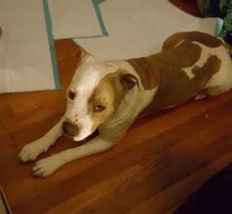 Perrito abandonado en víspera de año nuevo se negaba a dejar su manta 13 perrito abandonado