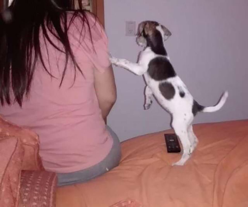 Ciclista encuentra a un indefenso cachorro abandonado en un camino remoto 8 Adorable cachorra