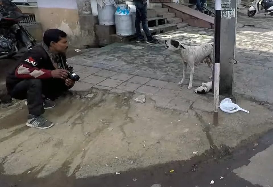 Animal Aid Unlimited rescatando a un cachorro Animal Aid Unlimited rescatando a un cachorro