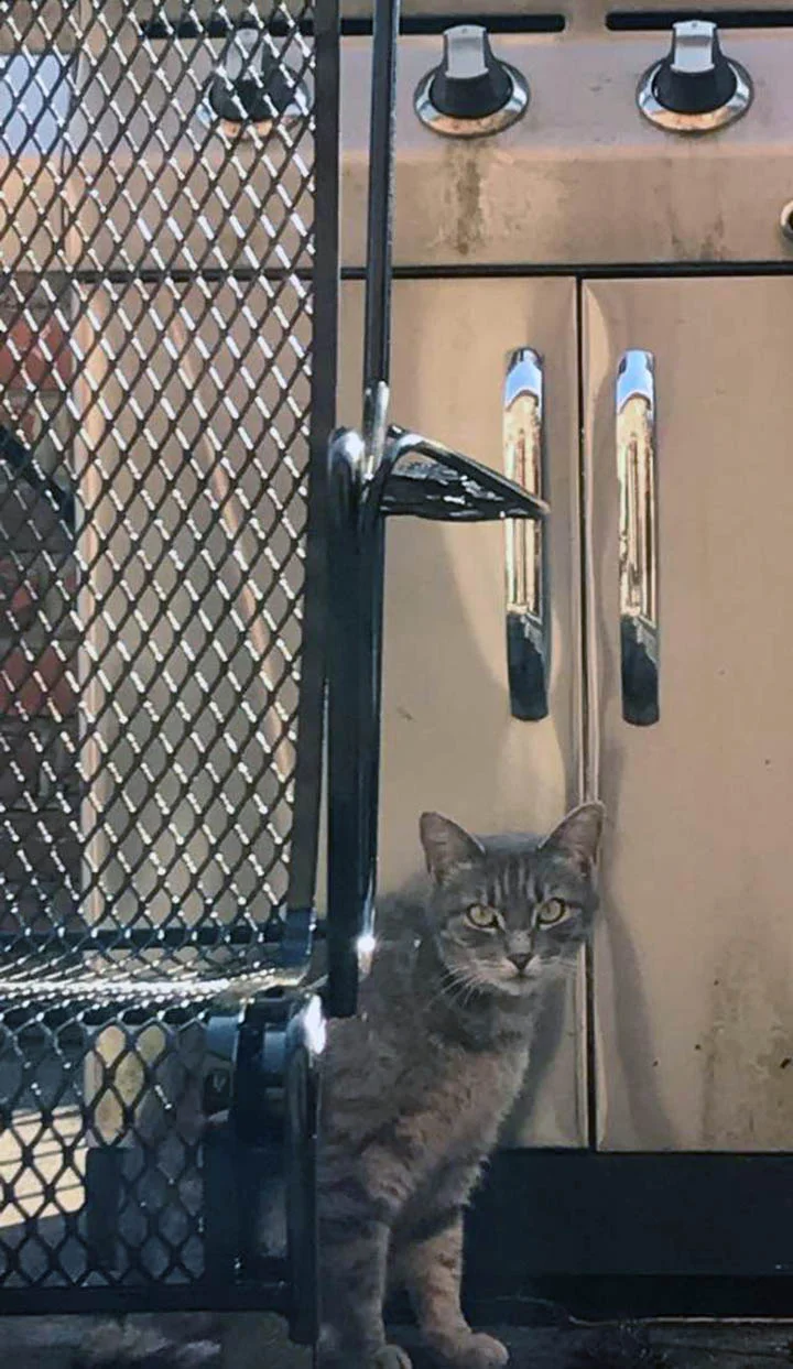 Baby Gray buscando a Gracie