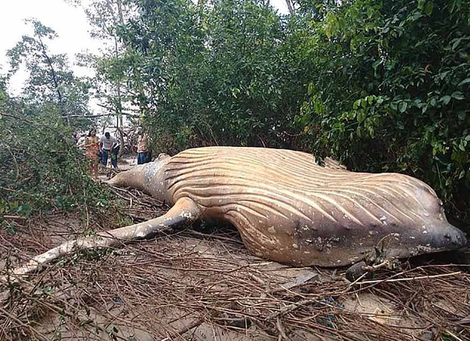 Ballena jorobada muerta aparece misteriosamente en la selva amazónica 14 Ballena encontrada a millas de su habitat natural