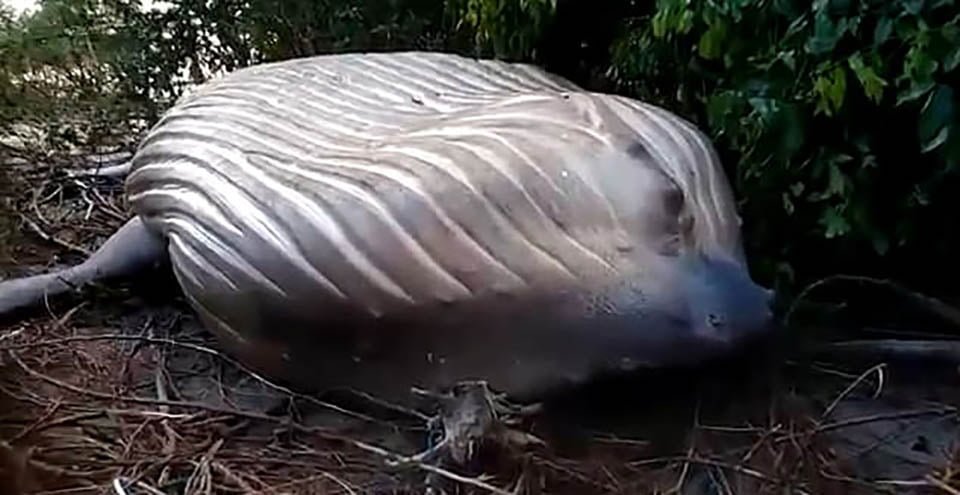 Ballena jorobada muerta aparece misteriosamente en la selva amazónica 10 Ballena fue encontrada muerta sin signos visibles de lesiones