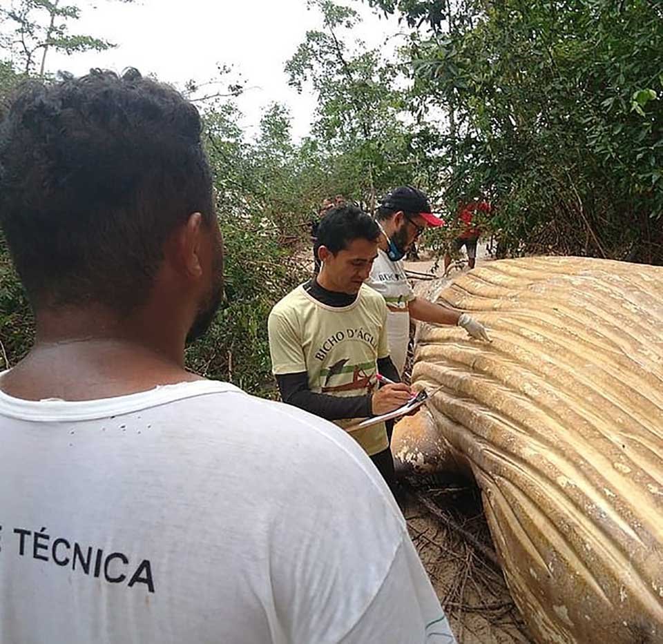Ballena jorobada muerta aparece misteriosamente en la selva amazónica 13 Ballena muerta mide alrededor de 6 pies de ancho