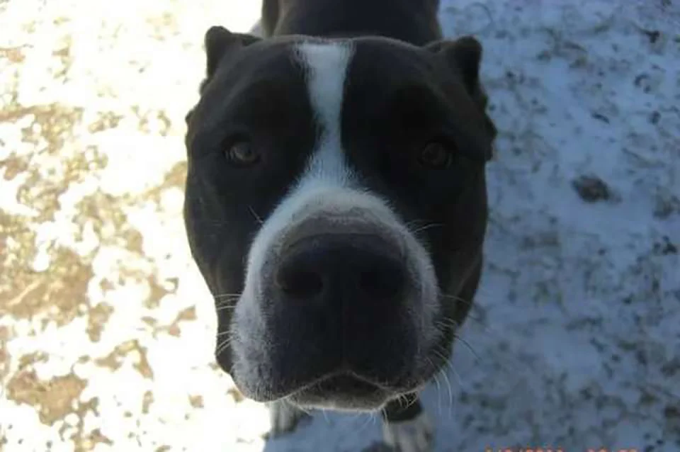 Blake hermano de perrita extraviada