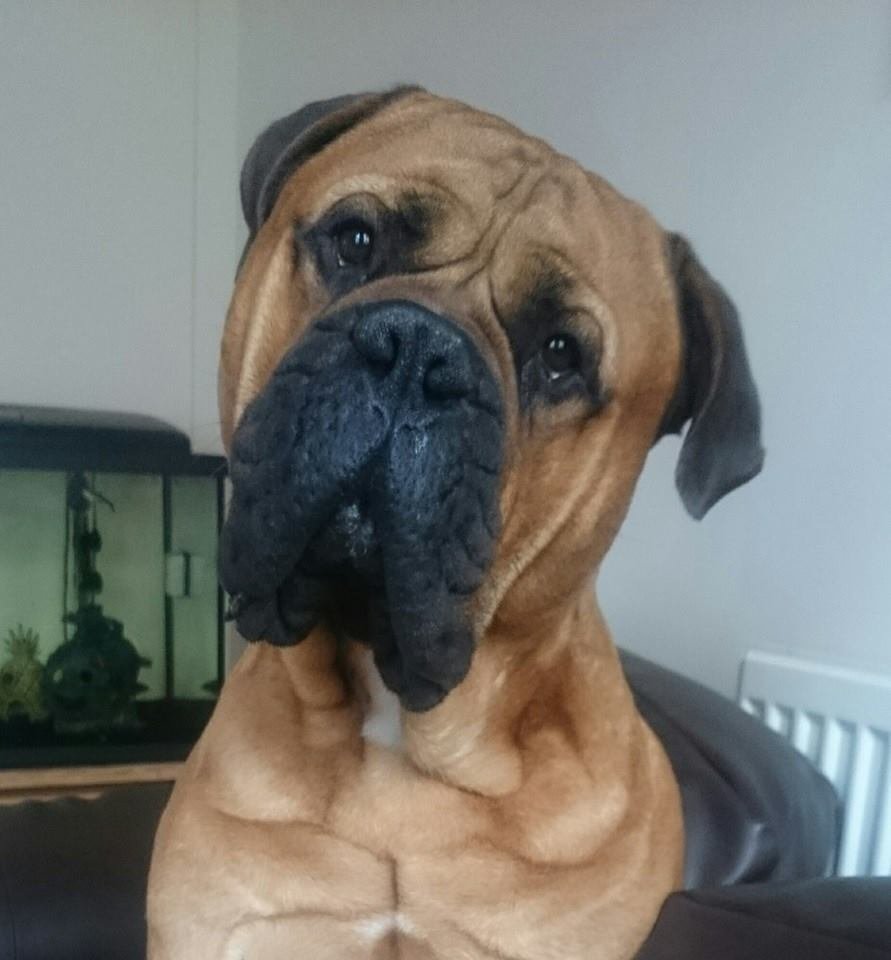 Bruce el perro