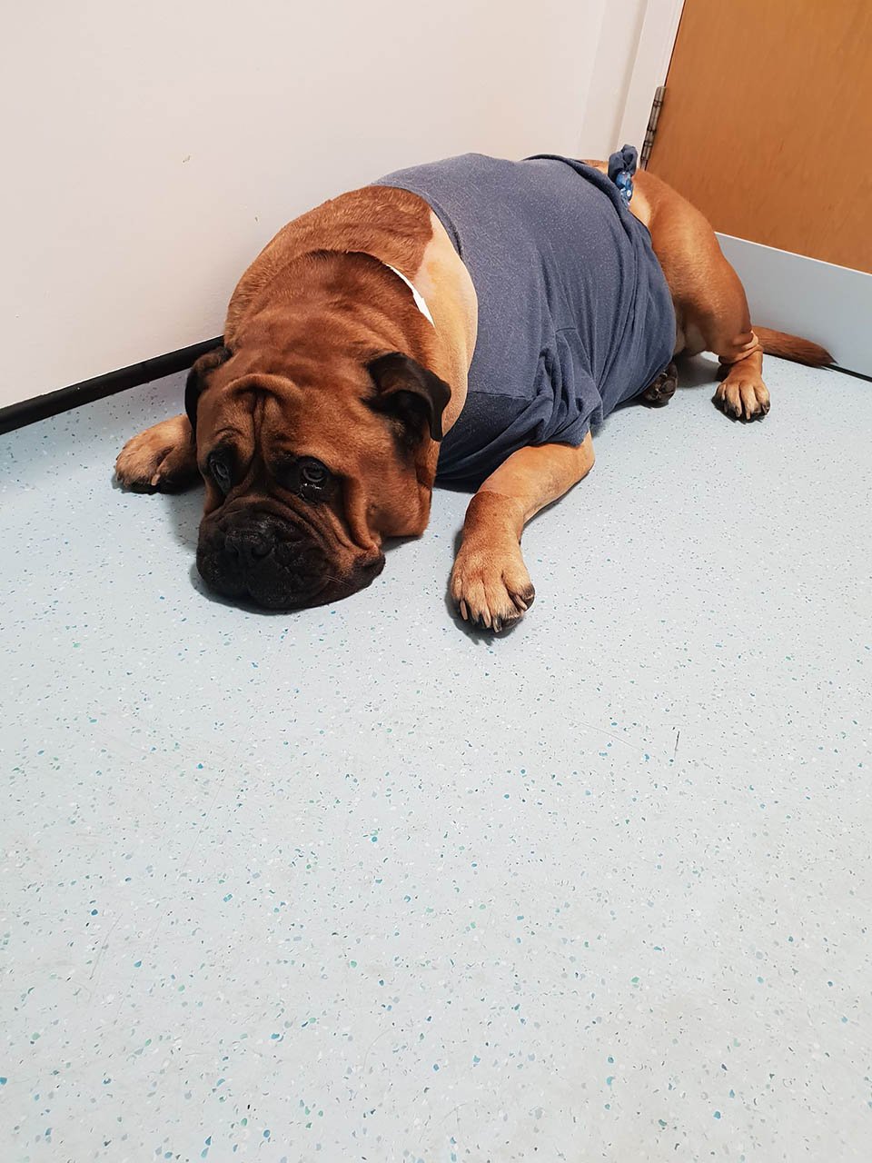 Bruce en el veterinario