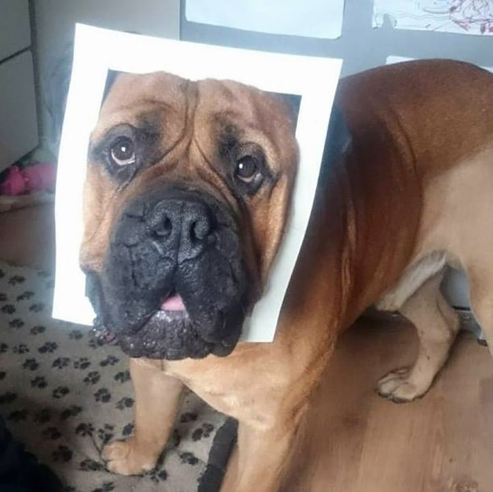 Bruce