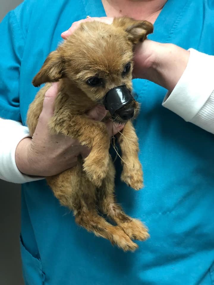 Cachorro atado con cinta adhesiva Cachorro atado con cinta adhesiva