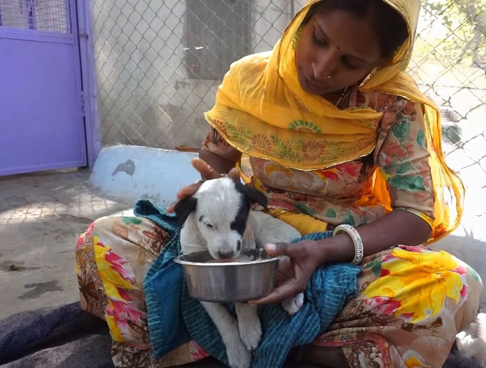 Женщина кормит собаку. Материнство собаки. Волонтеры кормят собак. Бабуля кормит собачку.