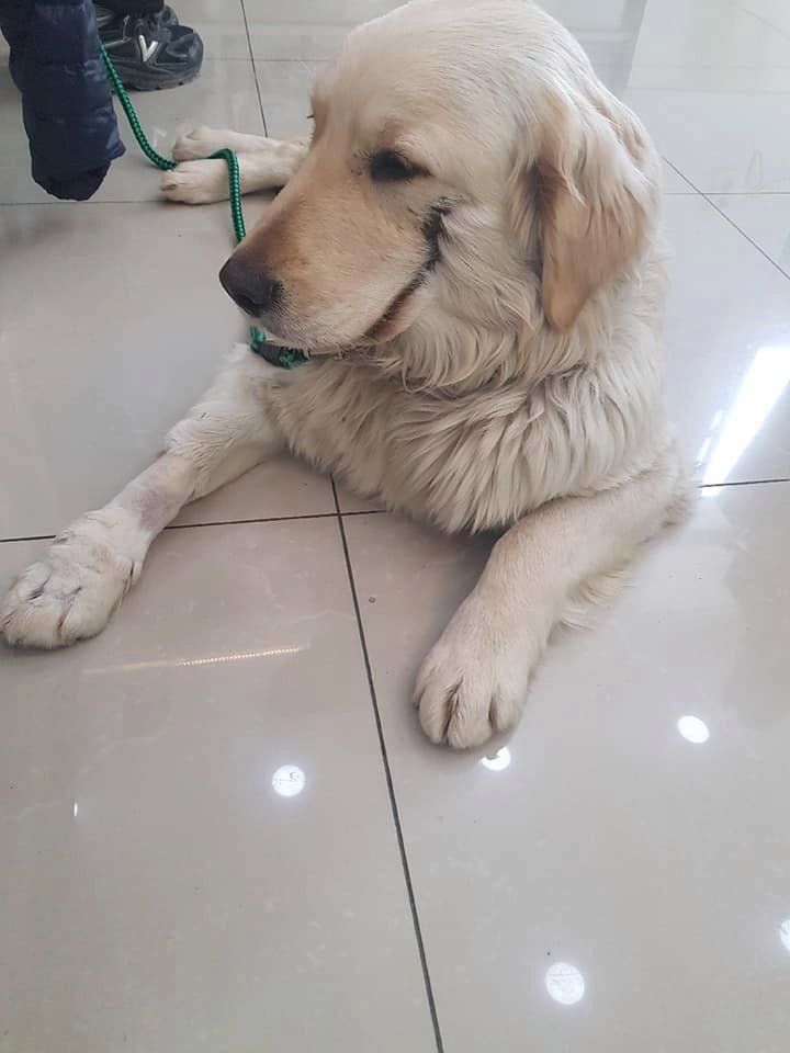 Cachorro maltratado en Corea del Sur Cachorro maltratado en Corea del Sur