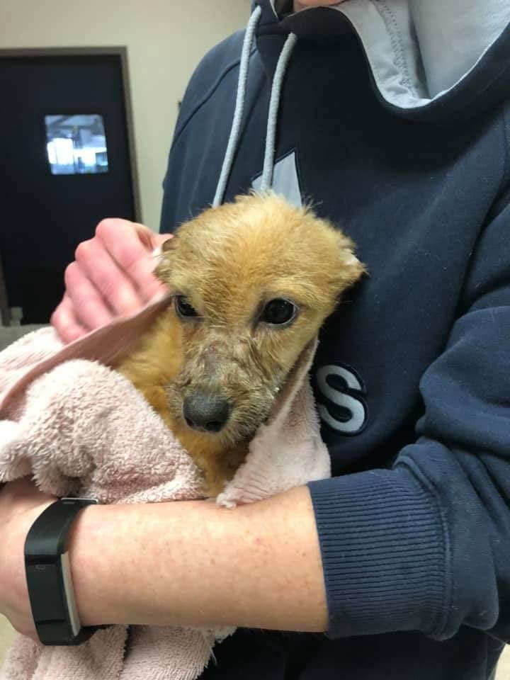 Cachorro rescatado en recuperación