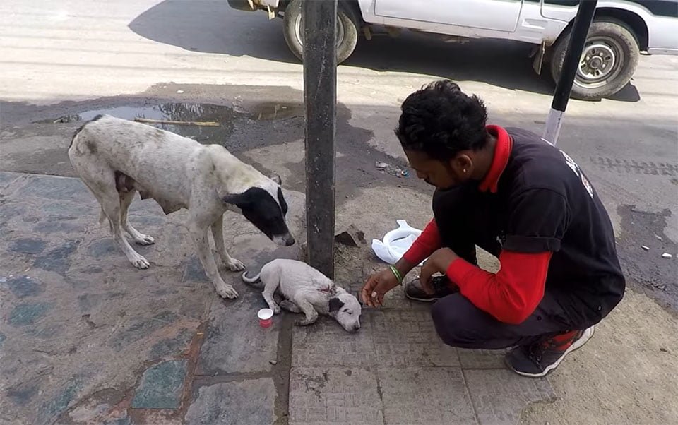 Cachorro rescatado Cachorro rescatado