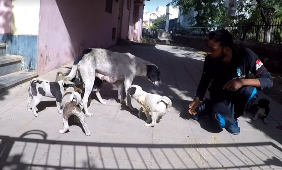 Cachorro se reúne con su familia Cachorro se reúne con su familia