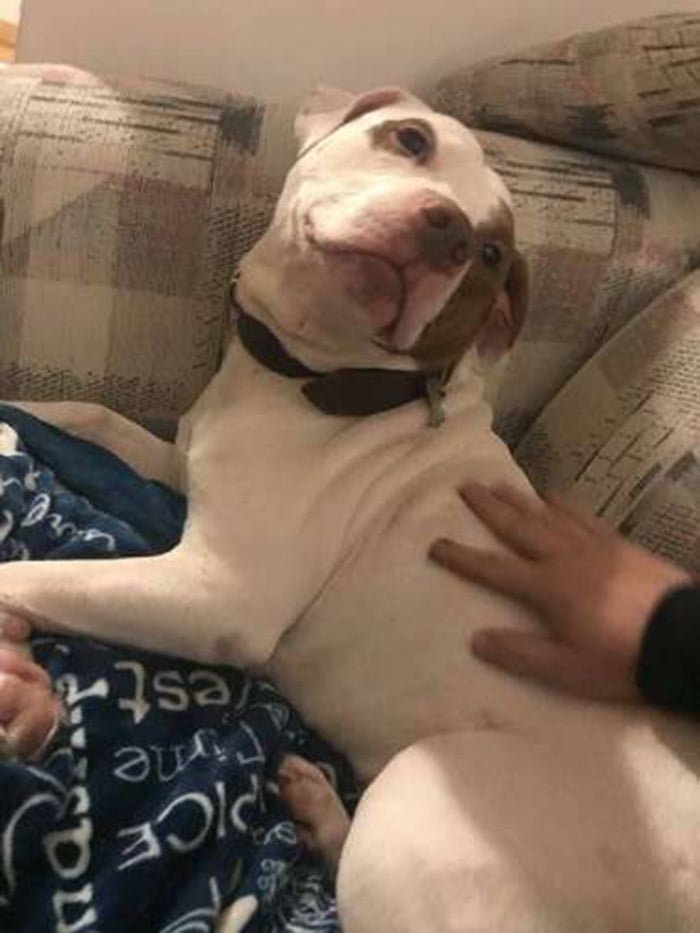Capone es adoptado Capone es adoptado