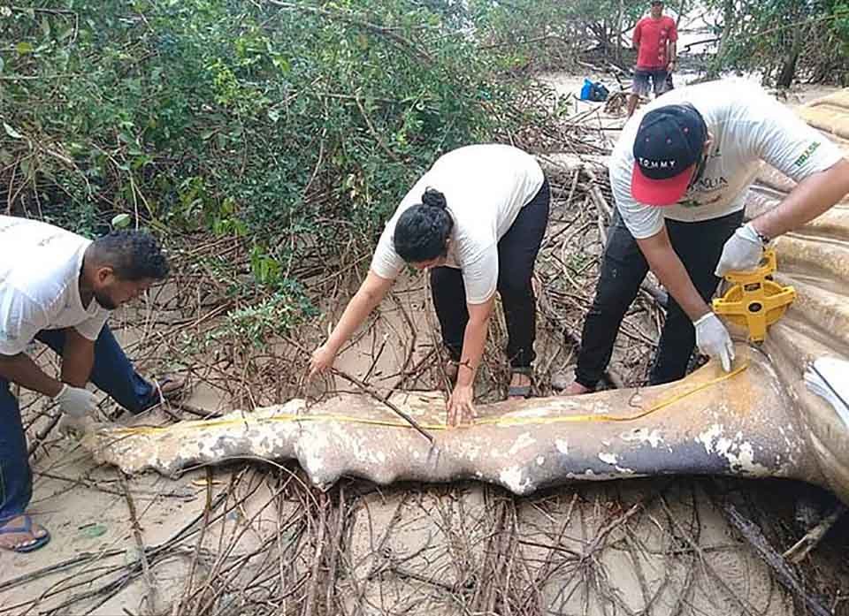 Ballena jorobada muerta aparece misteriosamente en la selva amazónica 11 Cientificos inspeccionan restos de ballena encontrada misteriosamente