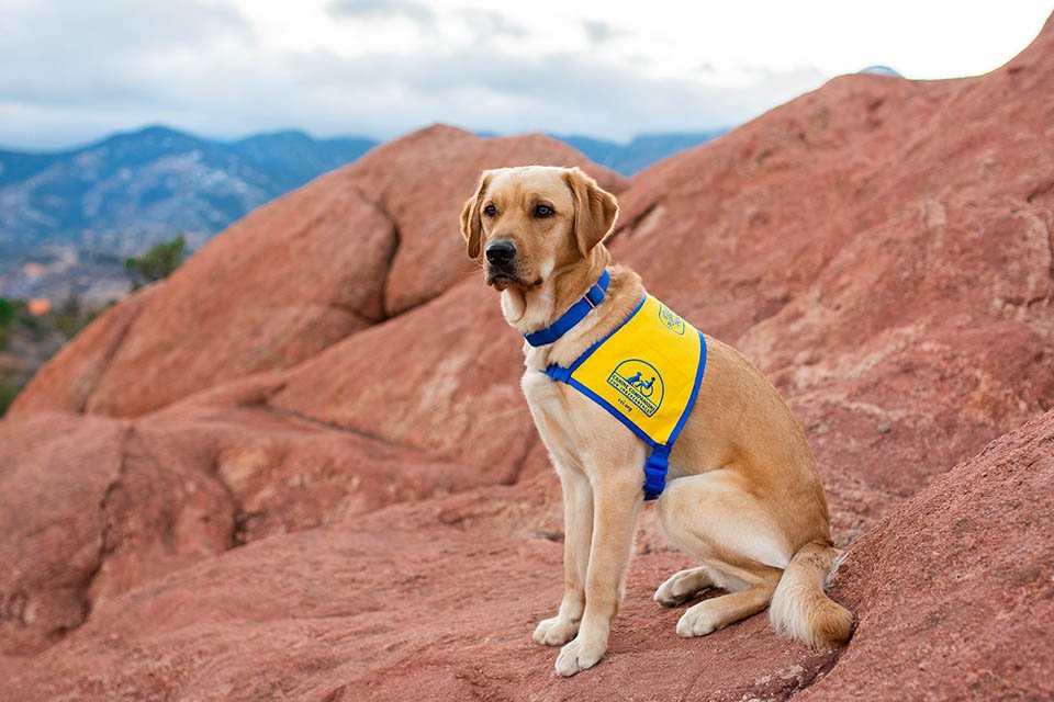 Perrito adorable visita Disneyland y se encuentra con sus personajes favoritos 9 Elijah perro de entrenamiento