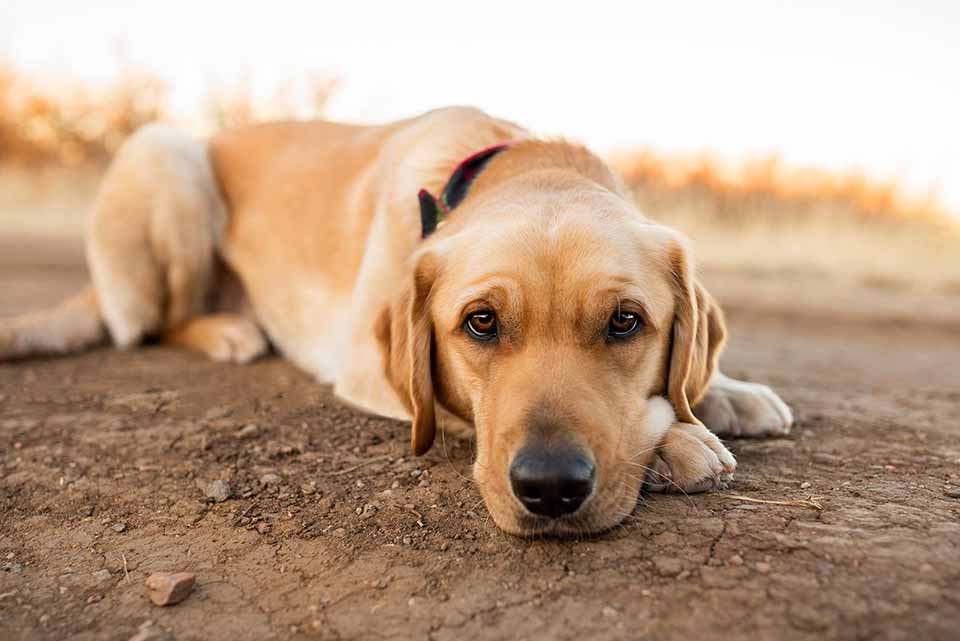 Perrito adorable visita Disneyland y se encuentra con sus personajes favoritos 8 Elijah