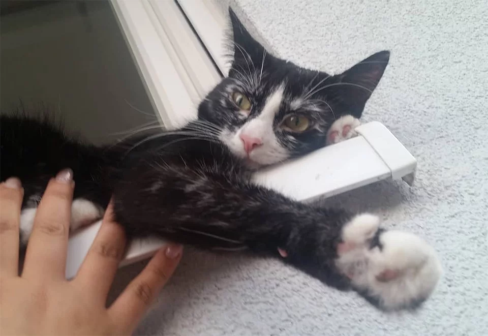 Elli gata con vitiligo Elli gata con vitiligo