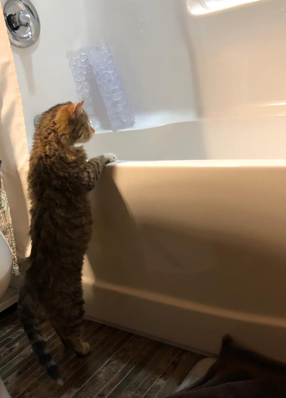 Gata aparece en la estación de bomberos tiritando de frío mientras pedía ayuda 3 Ember gatita en baño