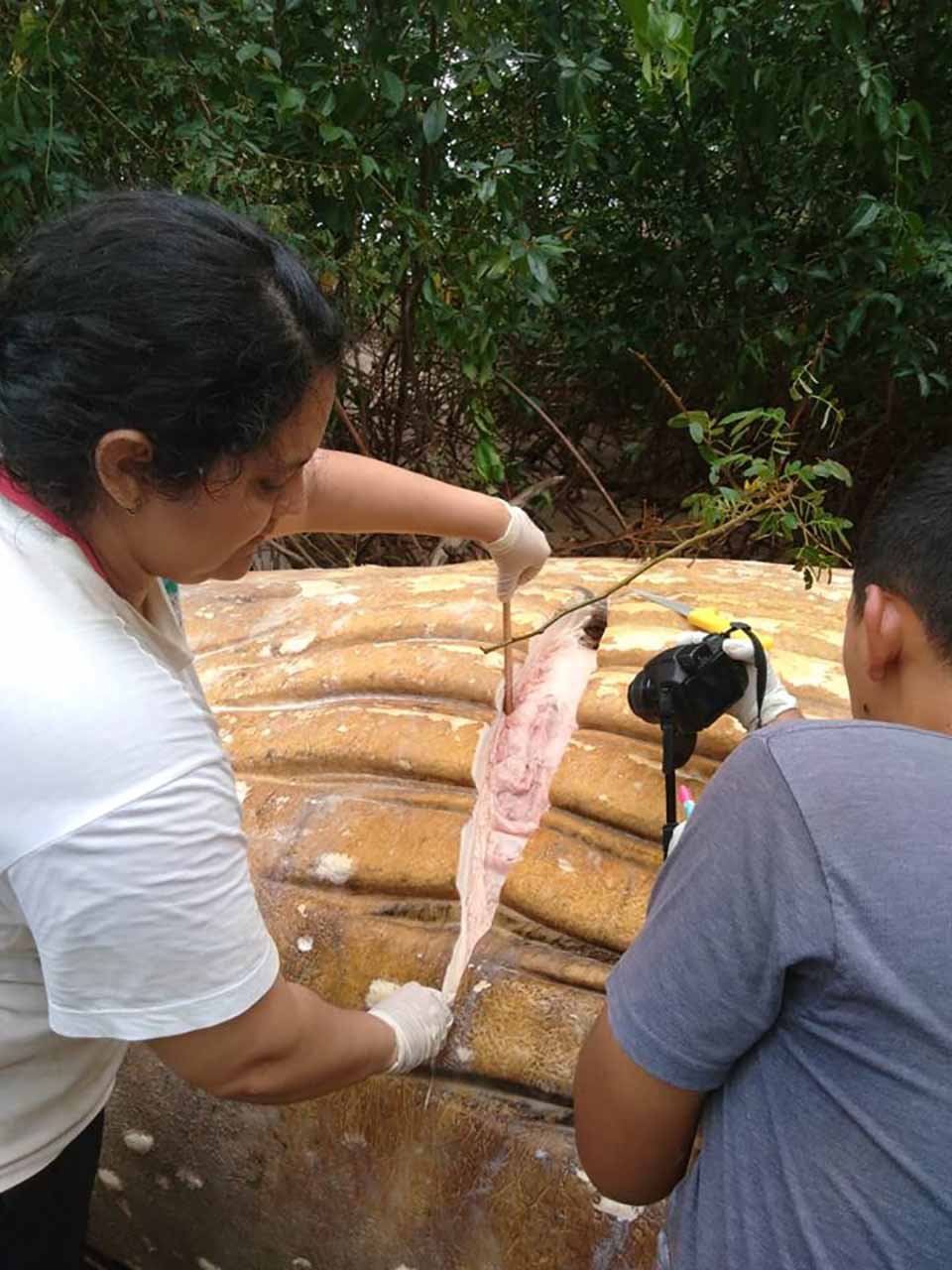 Ballena jorobada muerta aparece misteriosamente en la selva amazónica 9 Equipo de expertos fue llamado para recoger muestras forenses