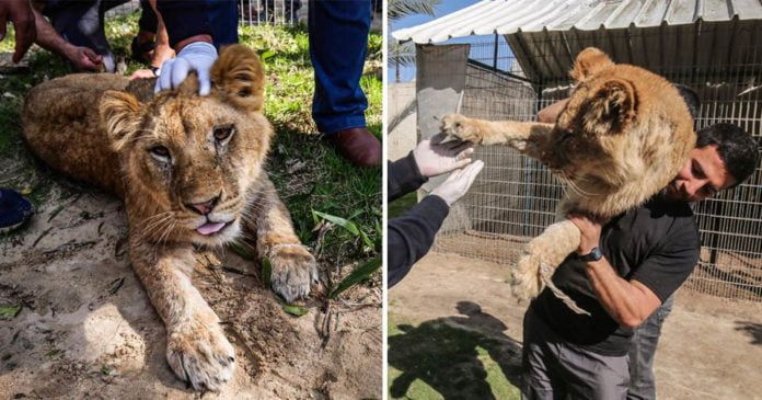 Extirpan garras a leona en zoológico para que juegue con los niños