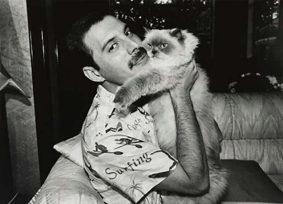 Freddie Mercury y sus gatos, a los que amó como si fueran sus propios hijos 10 Foto blanco y negro de freddie mercury y gatito