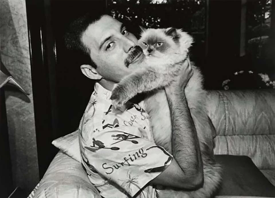 Freddie Mercury y sus gatos, a los que amó como si fueran sus propios hijos 21 Foto blanco y negro de freddie mercury y gatito