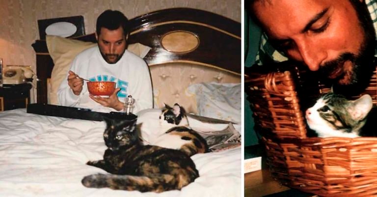 Freddie Mercury y sus gatos, a los que amó como si fueran sus propios hijos