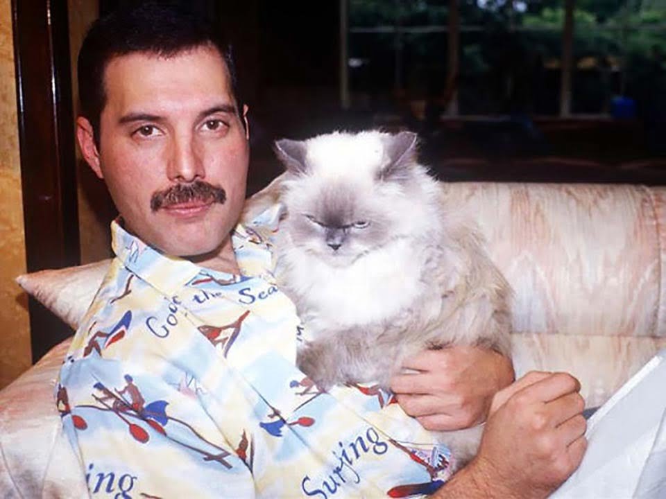 Freddie Mercury y sus gatos, a los que amó como si fueran sus propios hijos 8 Freddie Mercury abraza a uno de sus gatos