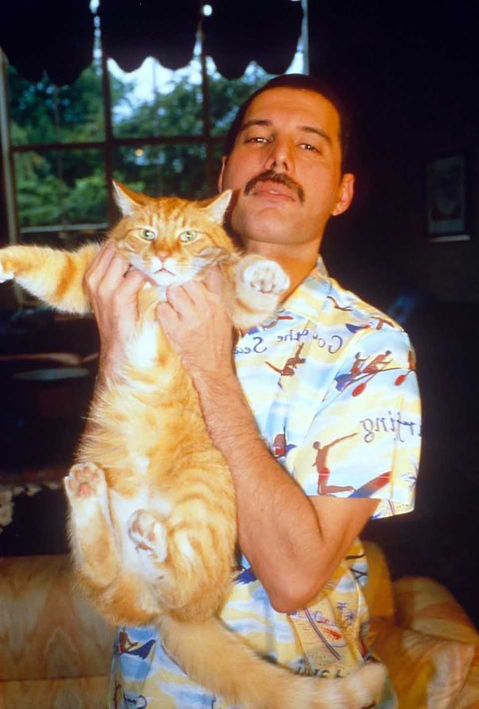 Freddie Mercury y sus gatos, a los que amó como si fueran sus propios hijos 5 Freddie Mercury alza a gatito
