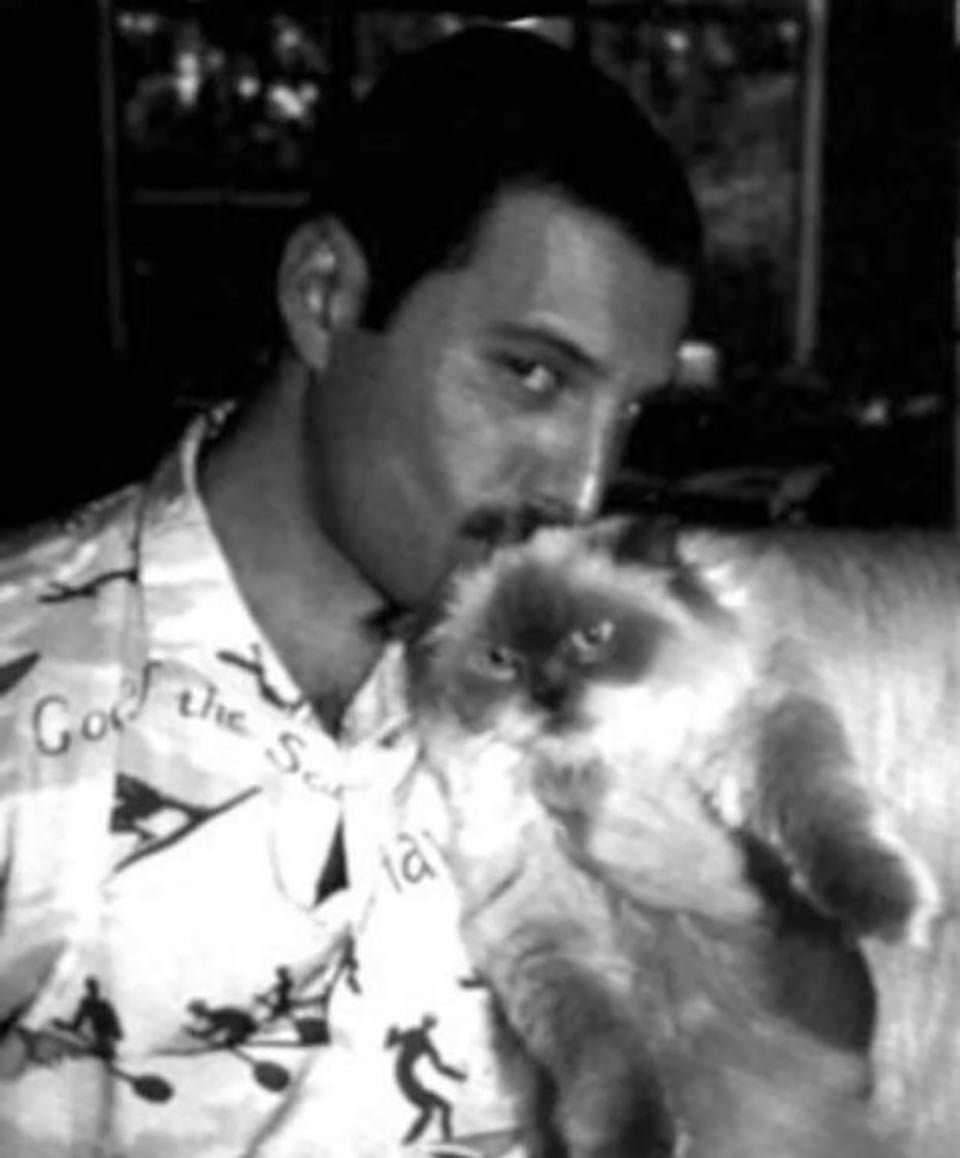 Freddie Mercury y sus gatos, a los que amó como si fueran sus propios hijos 4 Freddie Mercury besa a gatito