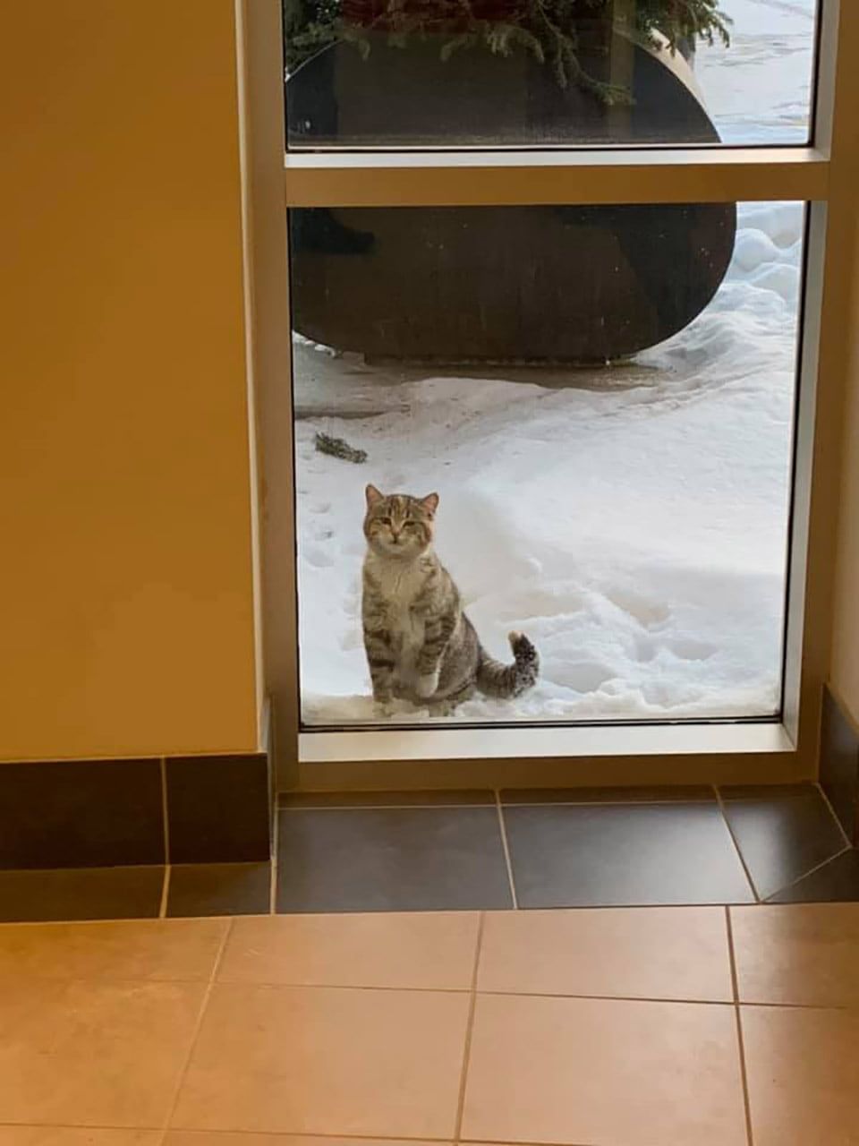Котенок пришел в дом. Кот за дверью. Кот на пороге. Коты за стеклянной дверью. Котенок за стеклом.