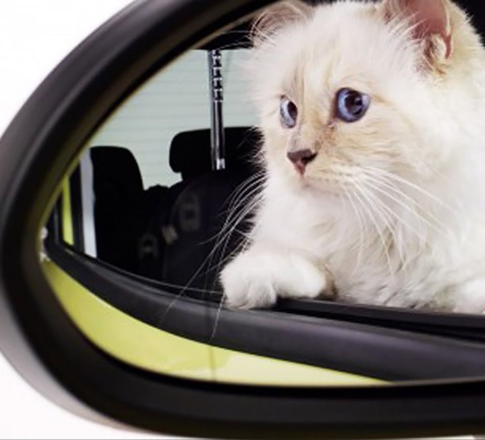 Gata en un auto