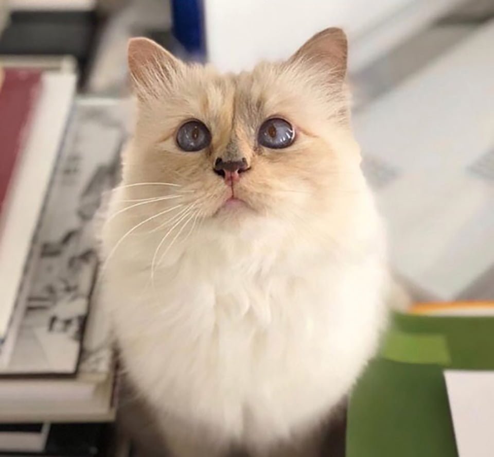 Gatita hereda fortuna