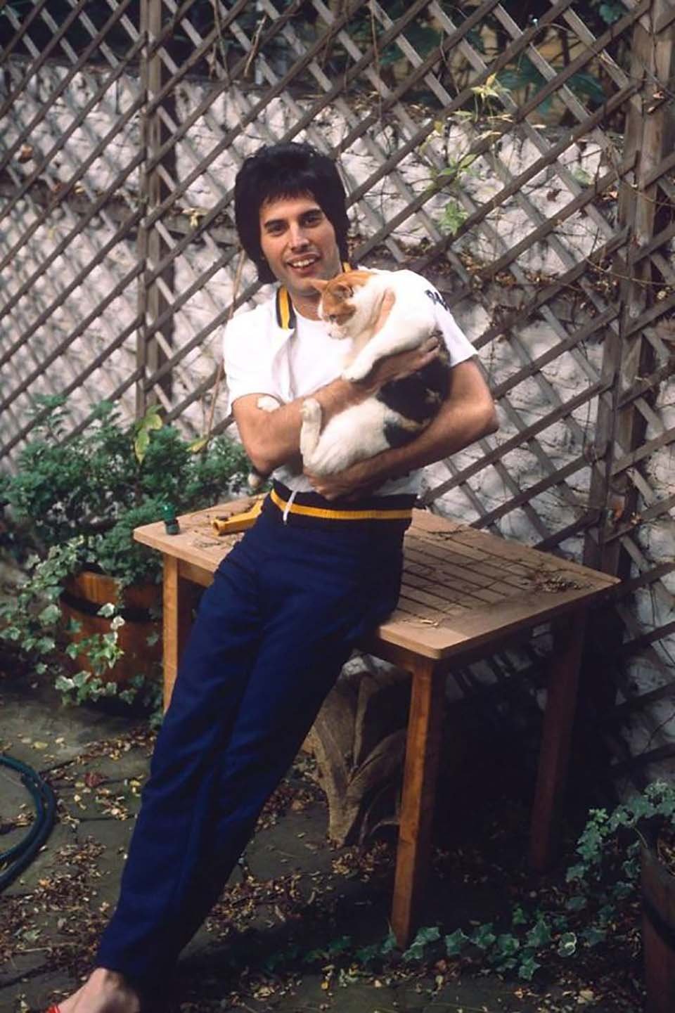 Freddie Mercury y sus gatos, a los que amó como si fueran sus propios hijos 1 Gatito recibe cariño de Freddie Mercury