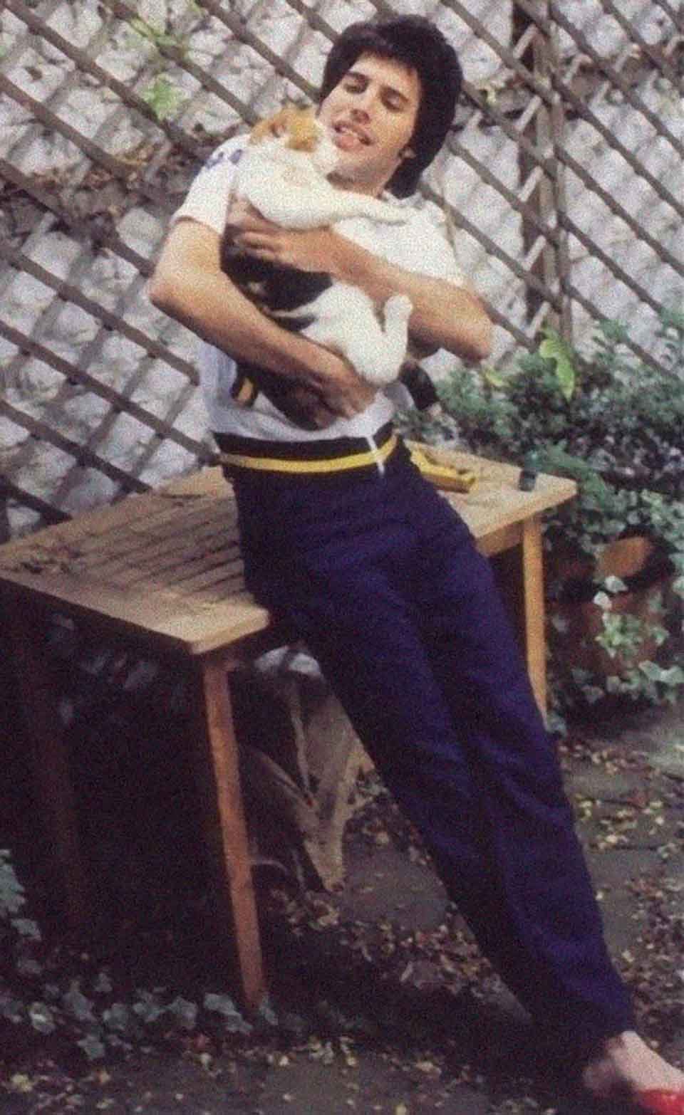 Freddie Mercury y sus gatos, a los que amó como si fueran sus propios hijos 2 Gatito recibe cariño