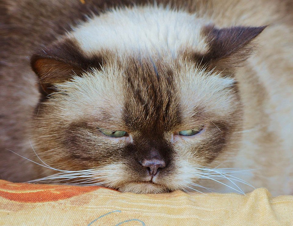 Gato aburrido Gato aburrido