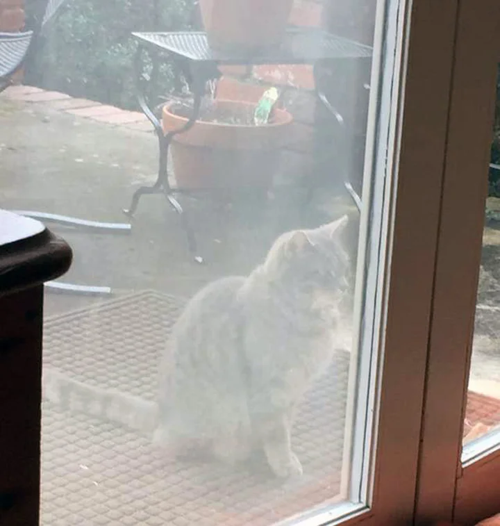 Gato buscando a su mejor amiga