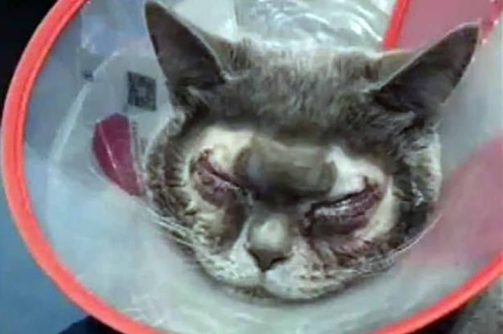 Gato con cirugía plástica