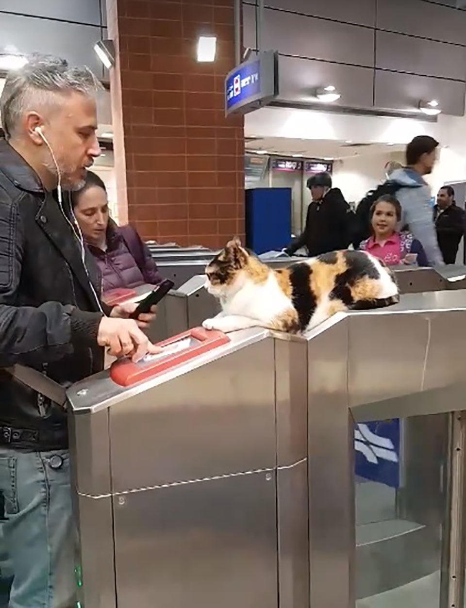 Gatito recibe a cientos de viajeros en una estación del tren todos los días 8 Gato descansa relajadamente mientras saluda a viajeros