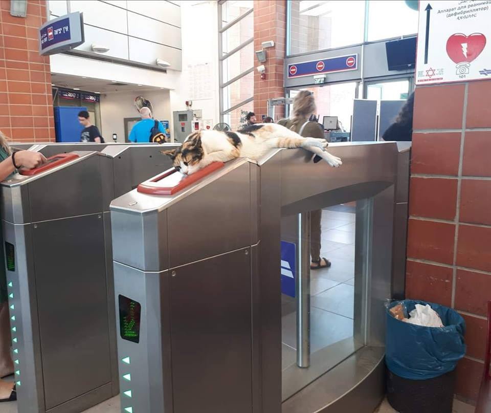 Gatito recibe a cientos de viajeros en una estación del tren todos los días 5 Gato en estación de trenes