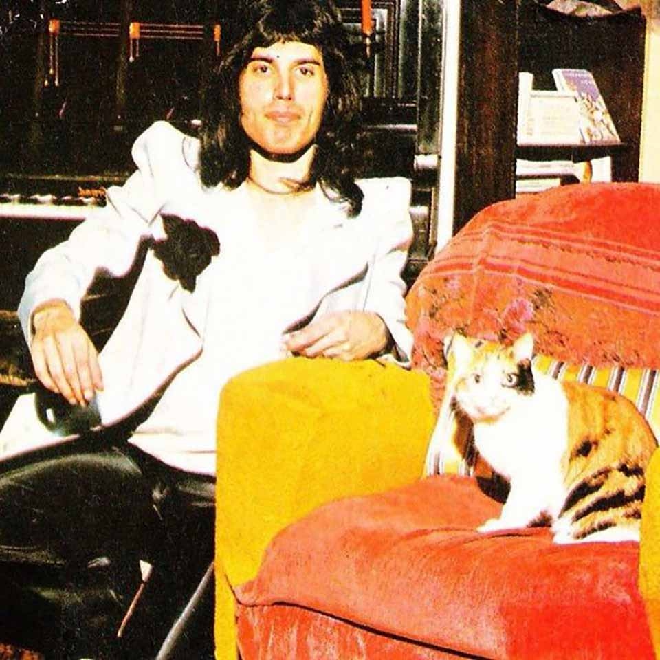 Freddie Mercury y sus gatos, a los que amó como si fueran sus propios hijos 6 Gato en sofa