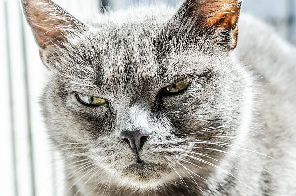 Gato enojado Gato enojado