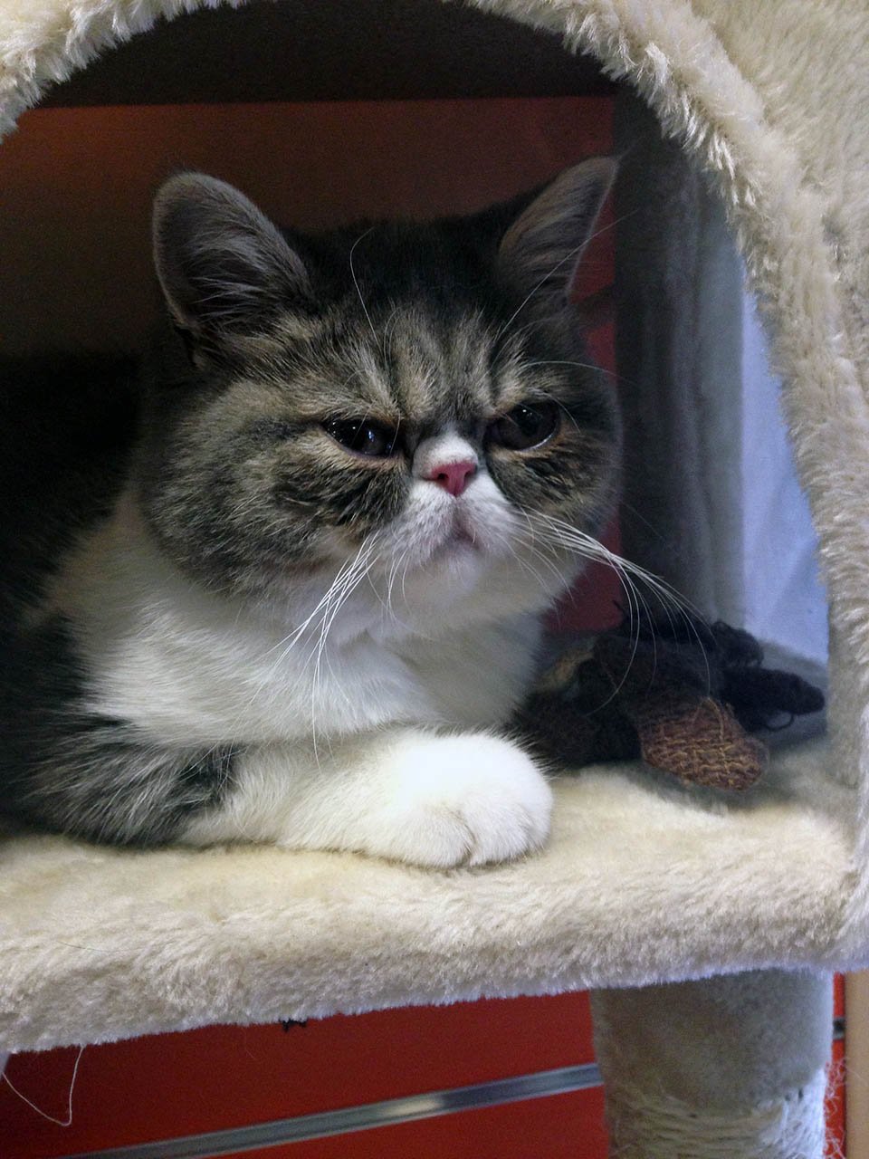 Gato gruñón Gato gruñón