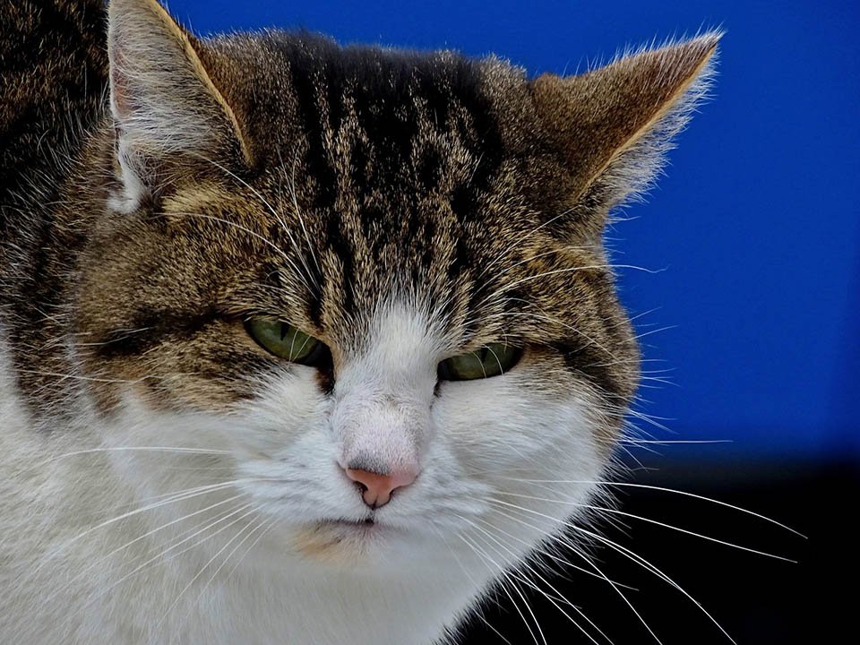 Gato muy enojado Gato muy enojado