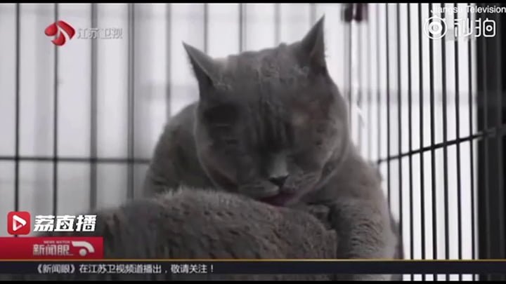 Gato operado