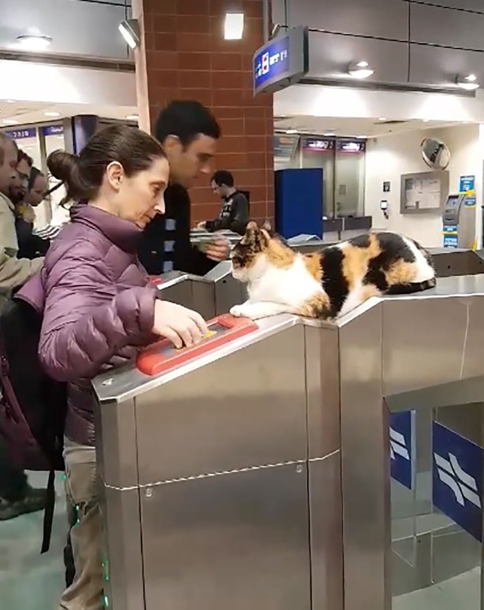 Gatito recibe a cientos de viajeros en una estación del tren todos los días 6 Gato recibe a mujer en estacion de tren